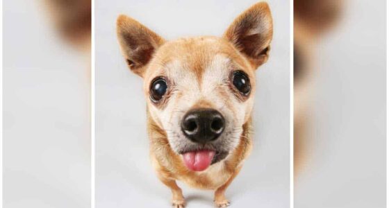 Why does a San Jose Chihuahua constantly lick her butt