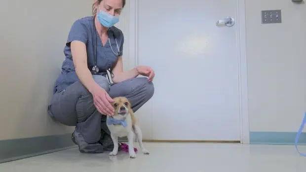 chihuahua in colorado with vet