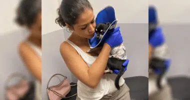 Chihuahuas Recovery Pacos Lung Surgery After Dog Attack - Chihuacorner.com