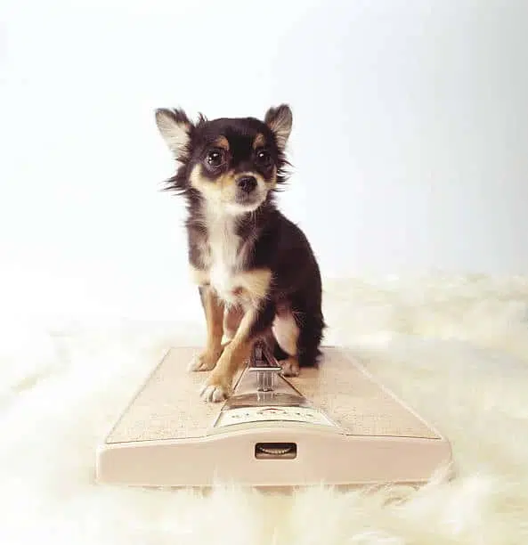How much should a chihuahua mix weigh?