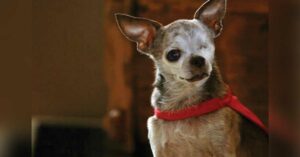 Read more about the article How To Make Your Chihuahua Live Longer