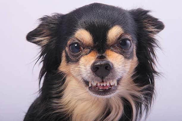 My Chihuahua is a Jerk 1 istockphoto 153484850 612x612 1
