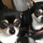 Dog Owner who Attacked Chihuahuas to Death Charged