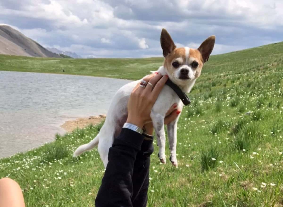 Read more about the article Video of the Day: Yoga Time with a Very Polite Chihuahua