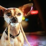 Taco Bell Dog – How Did She Rise to Fame and Where is She Now?