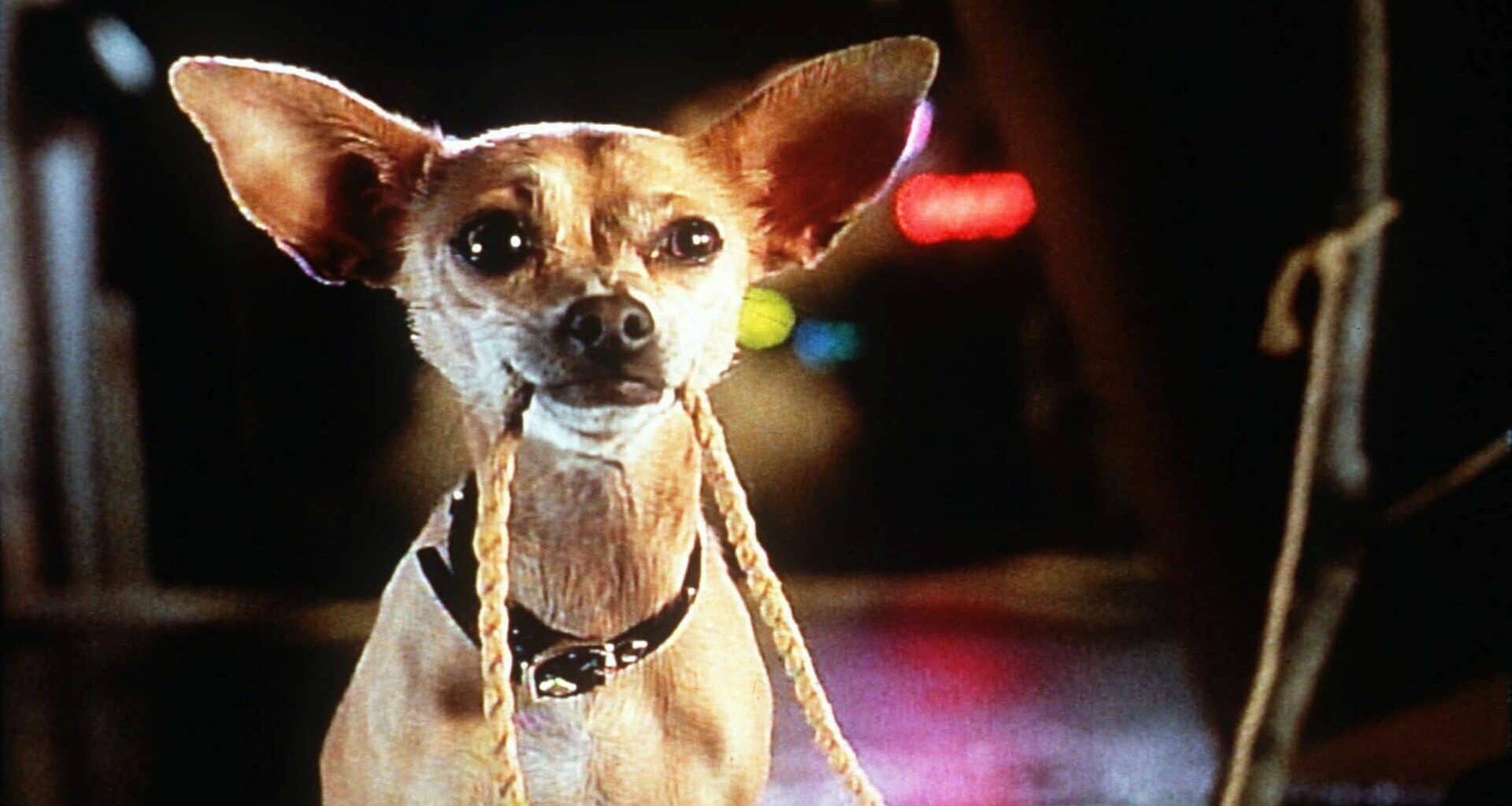 Taco Bell Dog - How Did She Rise to Fame and Where is She Now? 1 24 taco bellBIZ HISPANICINC 2 KR 01 24 2009 39F7P88