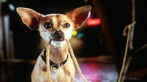 Read more about the article Taco Bell Dog – How Did She Rise to Fame and Where is She Now?