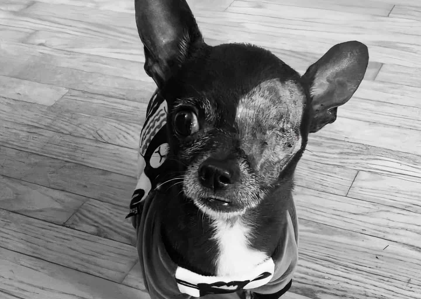 Morty the Sassy Chihuahua Takes Over the Spotlight 1 36d0fe84ea79bb14e35de35a7fe68175 c5 720x720 auto x2