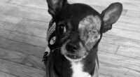 Morty the Sassy Chihuahua Takes Over the Spotlight 2 36d0fe84ea79bb14e35de35a7fe68175 c5 720x720 auto x2