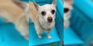 Read more about the article Five Years Apart: Chihuahua Pup Finally Reunites with Her Owner