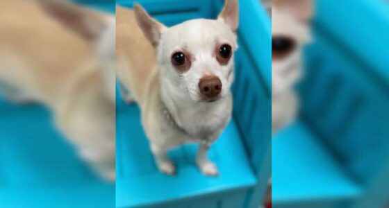 57UPR4HI6VCYLFAJUGPZ3PKCH4 58da05f4 831c 11eb 9730 76961dfc54ee