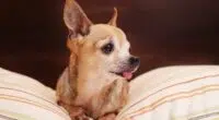 Canva Cute Chihuahua on a Pillow scaled 1