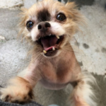 Remember Chewie the Chihuahua? The Force Is Still Strong With Him