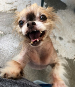 Read more about the article Remember Chewie the Chihuahua? The Force Is Still Strong With Him