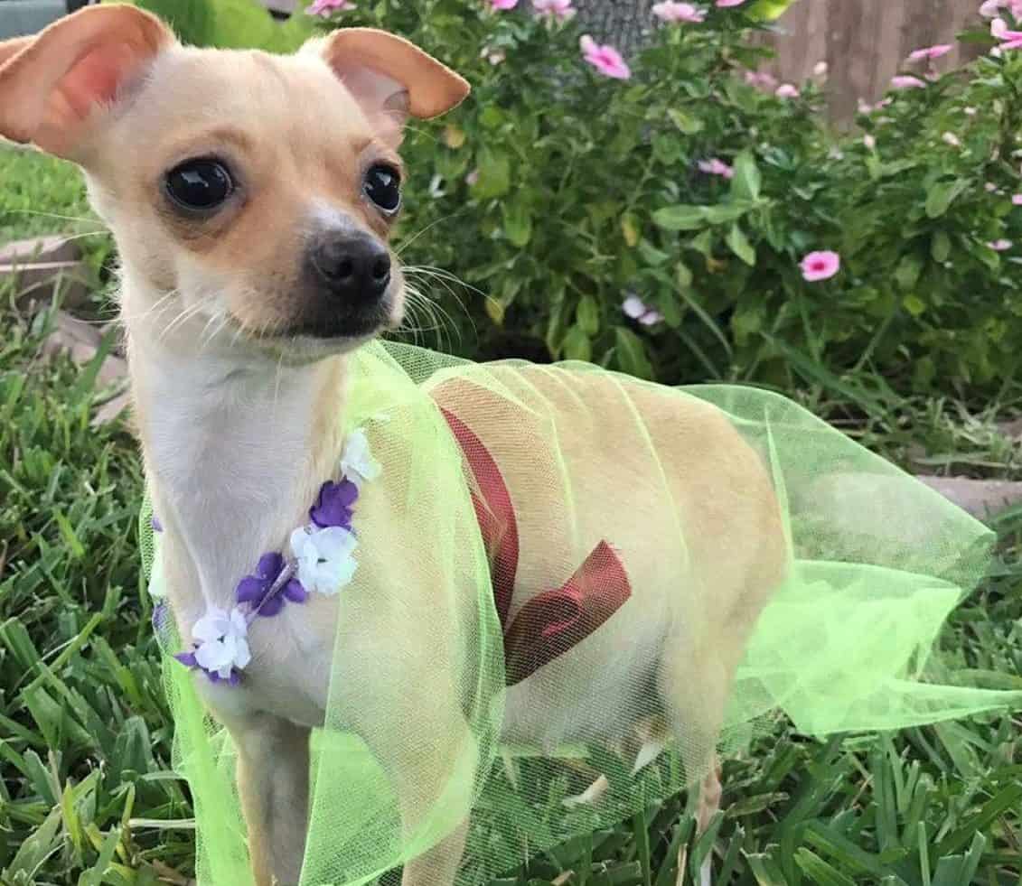 Maternity Shoot: How This Chihuahua Embodied Beyoncé's Persona