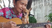 Chihuahua and music