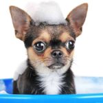 Bathing a Chihuahua: A Short Guide To Keeping Your Pup Clean