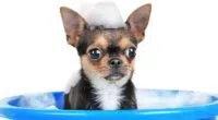 Chihuahua bathing 1