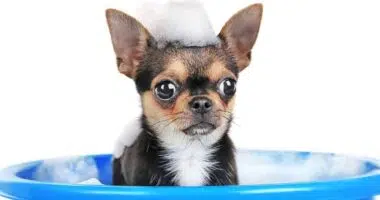 Chihuahua bathing 1