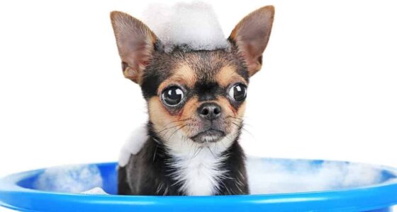 Chihuahua bathing 1