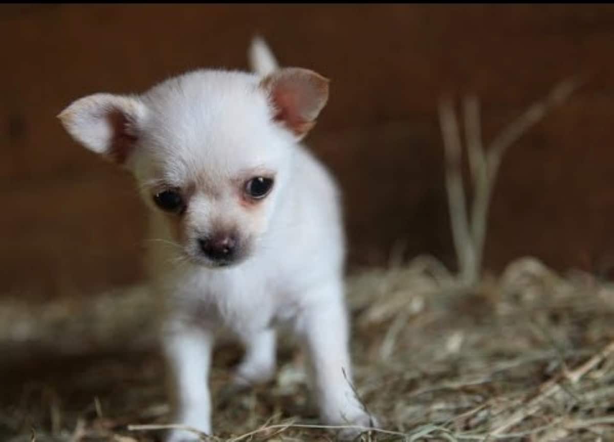 Lola the goat herder 2