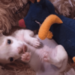 Premature Chihuahua Can’t Stop Growling at his Toy