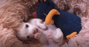 Read more about the article Premature Chihuahua Can’t Stop Growling at his Toy