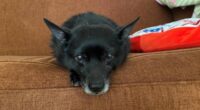 Pepito the Chihuahua and His Journey To Adoption 2 Senior dog adoption PepitoCourtesyofEmilyDeFelice