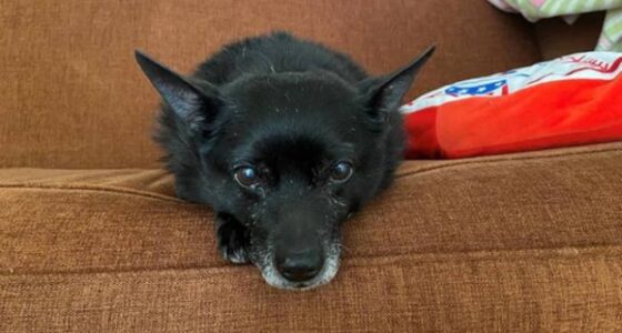 Senior dog adoption PepitoCourtesyofEmilyDeFelice