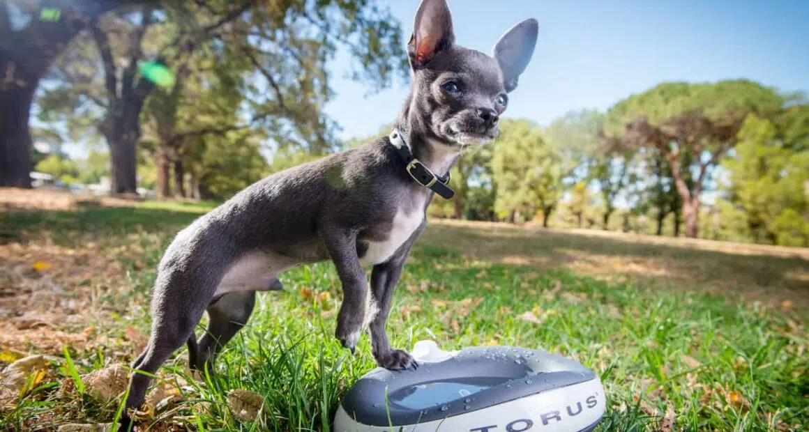 Torus Water Bowl Grey with Chihuahua