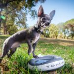 Water Bowl: Why Chihuahuas are Scared of Them?