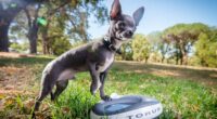 Water Bowl: Why Chihuahuas are Scared of Them? 2 Torus Water Bowl Grey with Chihuahua