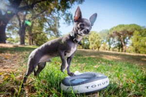 Read more about the article Water Bowl: Why Chihuahuas are Scared of Them?