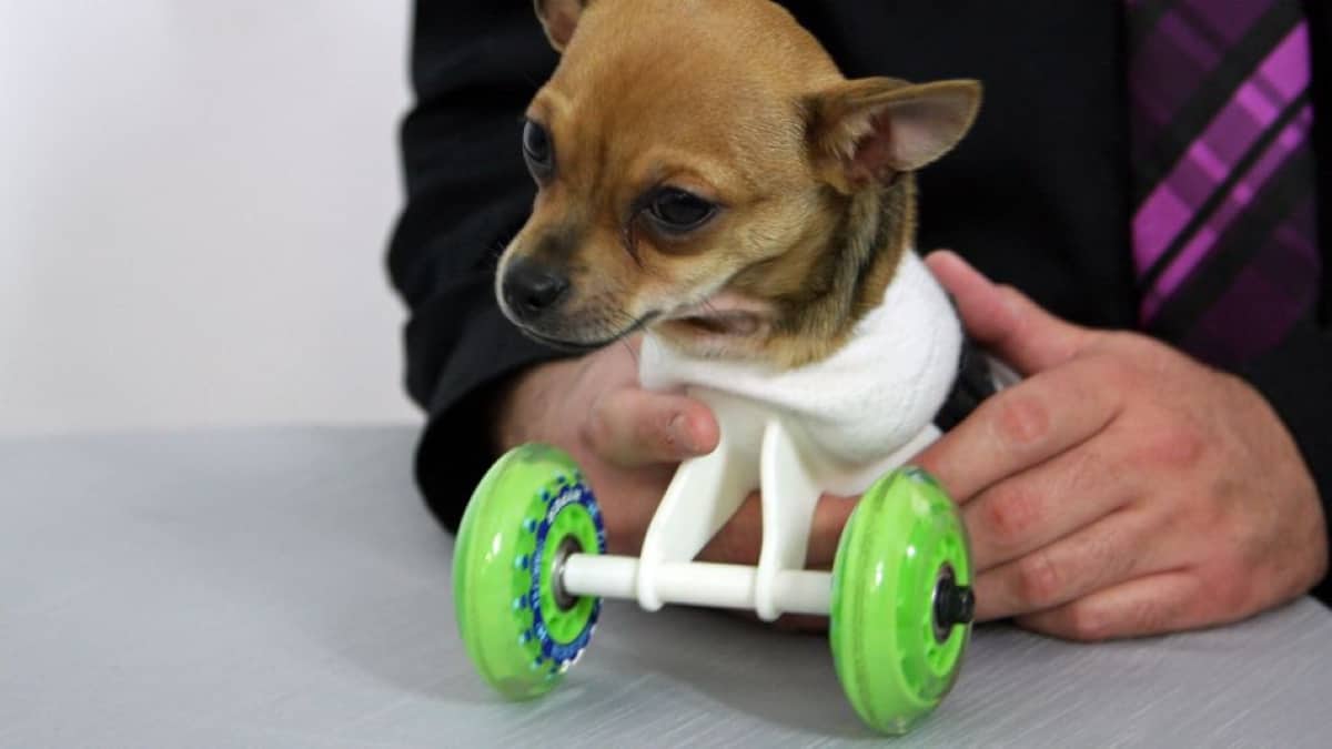 Turbo the Chihuahua Meets the Man Who Made his Wheelchair 1 Turbo and his wheelchair 1