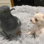 Chihuahua and Pigeon: Bringing Back the Unlikely Friendship of The Duo