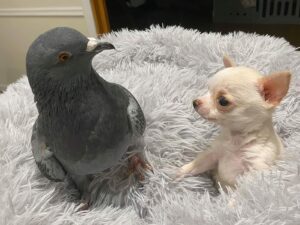 Read more about the article Chihuahua and Pigeon: Bringing Back the Unlikely Friendship of The Duo