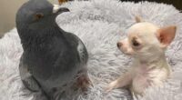 Chihuahua and Pigeon: Bringing Back the Unlikely Friendship of The Duo 2 WhatsApp Image 2021 03 10 at 11.32.02 AM e1615372455418