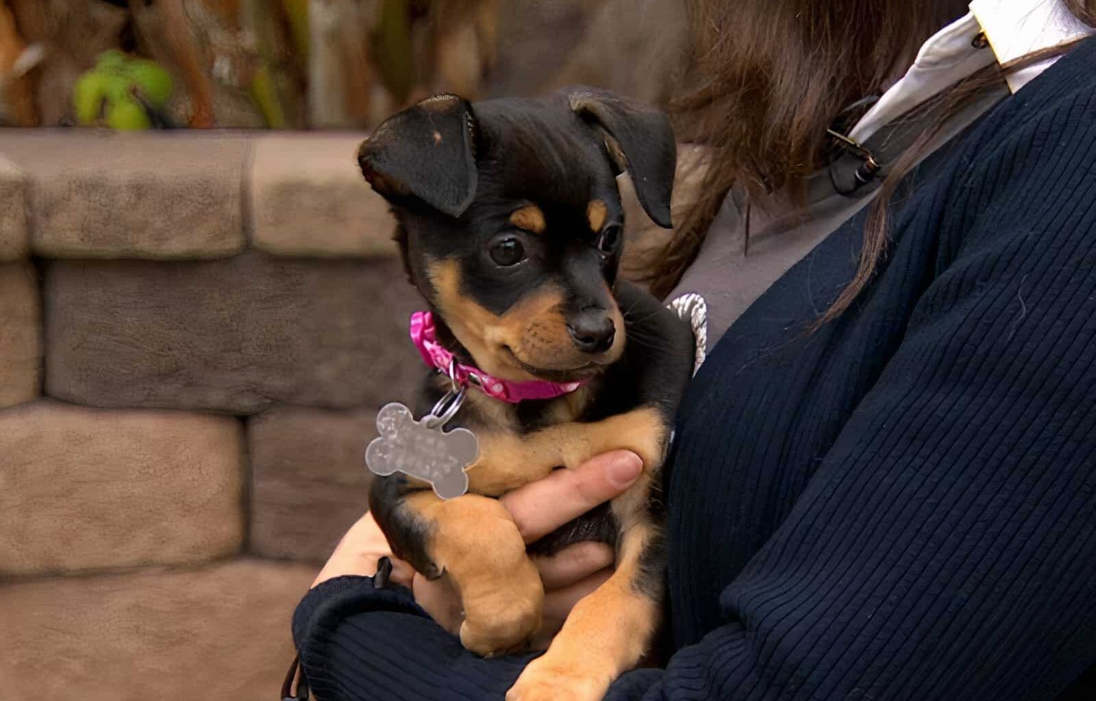 Chihuahua and Terrier Mix - Adopting The Best of Both Worlds 1 WhatsApp Image 2021 03 10 at 3.11.13 PM