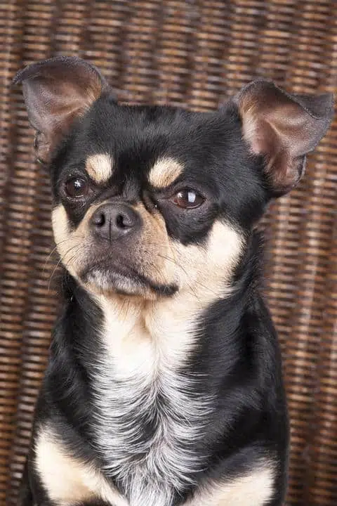 chihuahua looks upset