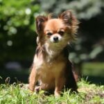 Why Chihuahuas are Great for Children – A Dog-Choosing Guide