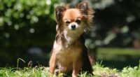 Why Chihuahuas are Great for Children - A Dog-Choosing Guide 2 common causes of seizures in the chihuahua dog breed 5cb06dba9d495