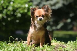 Read more about the article Why Chihuahuas are Great for Children – A Dog-Choosing Guide