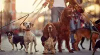 dogs walking on leash