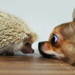 Hedgehog Chihuahua: What Static Does to a Cute Little Pup