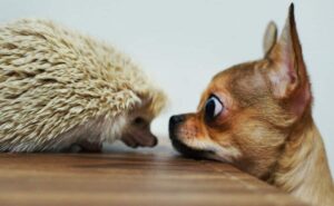 Read more about the article Hedgehog Chihuahua: What Static Does to a Cute Little Pup