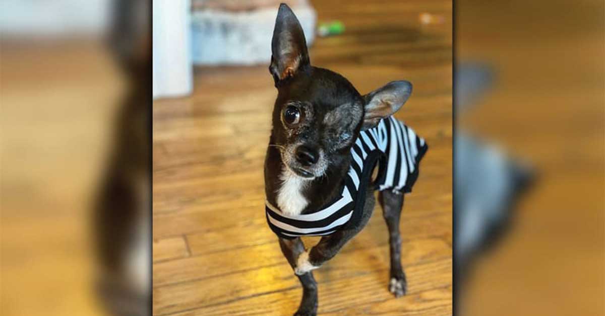 Read more about the article Morty the Sassy Chihuahua Takes Over the Spotlight