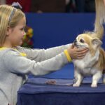 Want to Try Out Dog Shows? With a Chihuahua, You Can Be a Winner