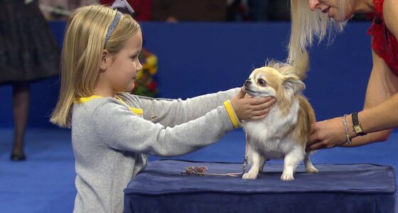 nds toy longcoatchihuahua 171120