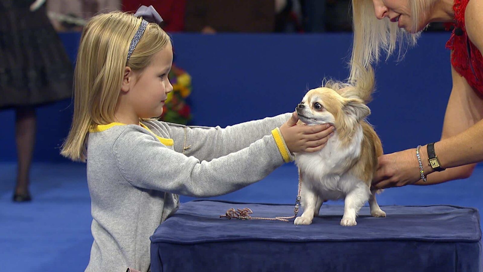 Read more about the article Want to Try Out Dog Shows? With a Chihuahua, You Can Be a Winner