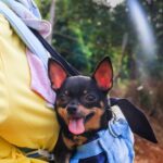 Traveling with Your Dog: Here’s How to Make it Comfortable